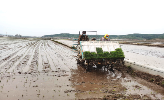 14 304am永利集团官网农业水稻插秧现场_副本.png